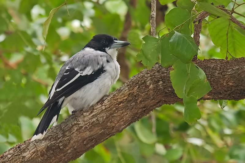 _MG_8719m2w.jpg - Silver-backed Butcherbird (Cracticus argenteus) - Humpty Doo, NT